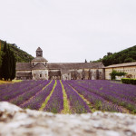 Lavendelfelder Provence Frankreich