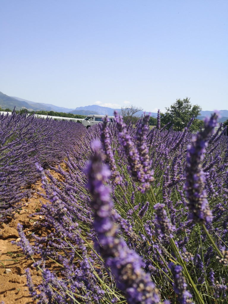 Lavendel mit VW T3 Bulli VW T3 Provence Lavendel