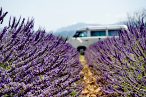VW T3 Frankreich Provence Lavendel
