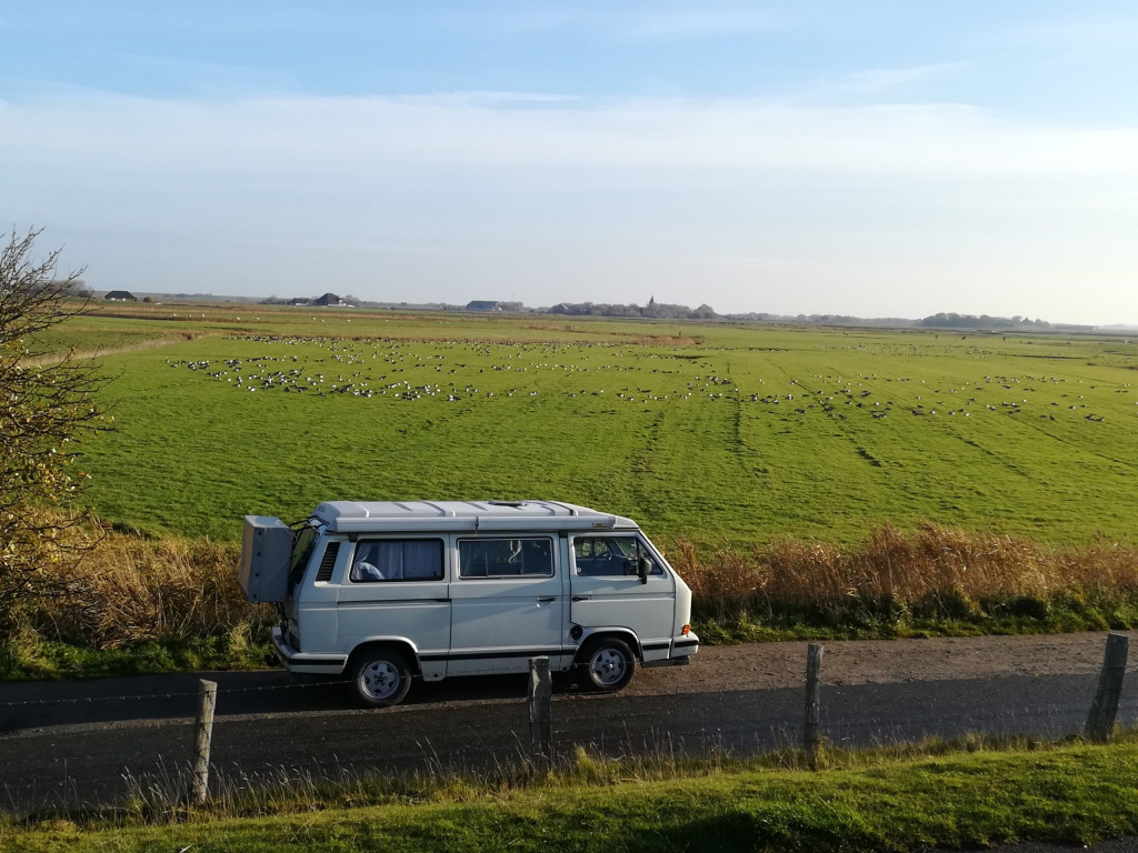 Wildgänse in Sankt Peter Ording Herbst VW T3