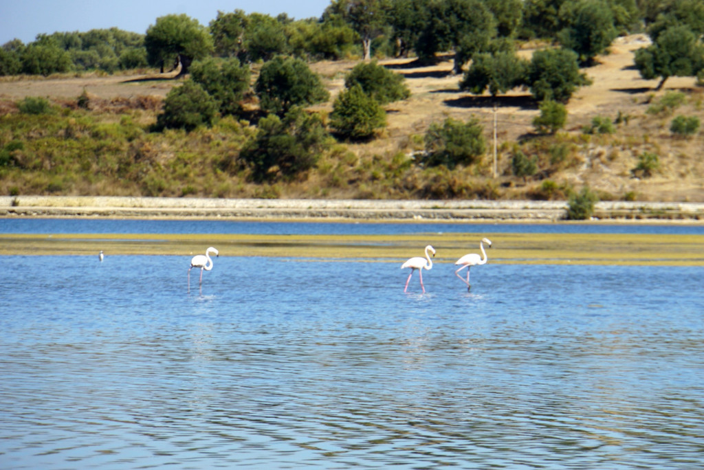 Flamingos Lagune Albanien VW Bus