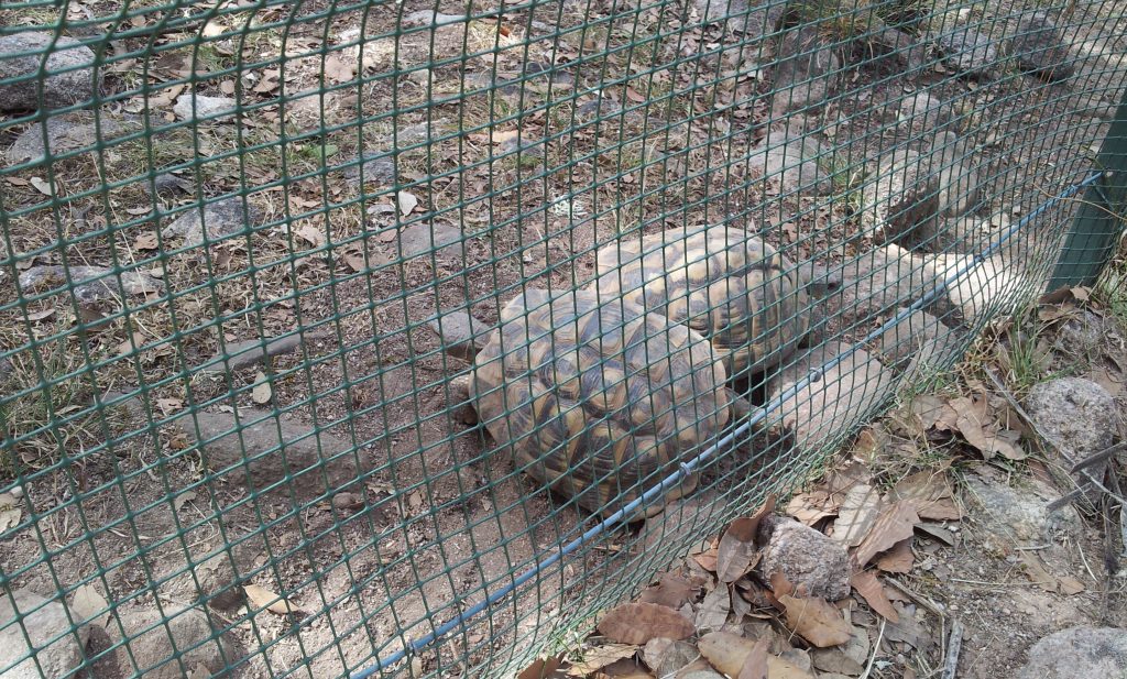 Schildkröten Le Village des Tortues Korsika