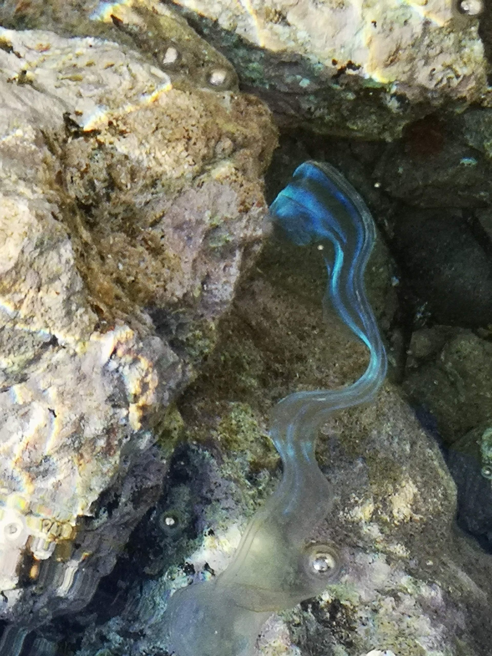 Rippqualle Mallorca blau Biolumineszenz