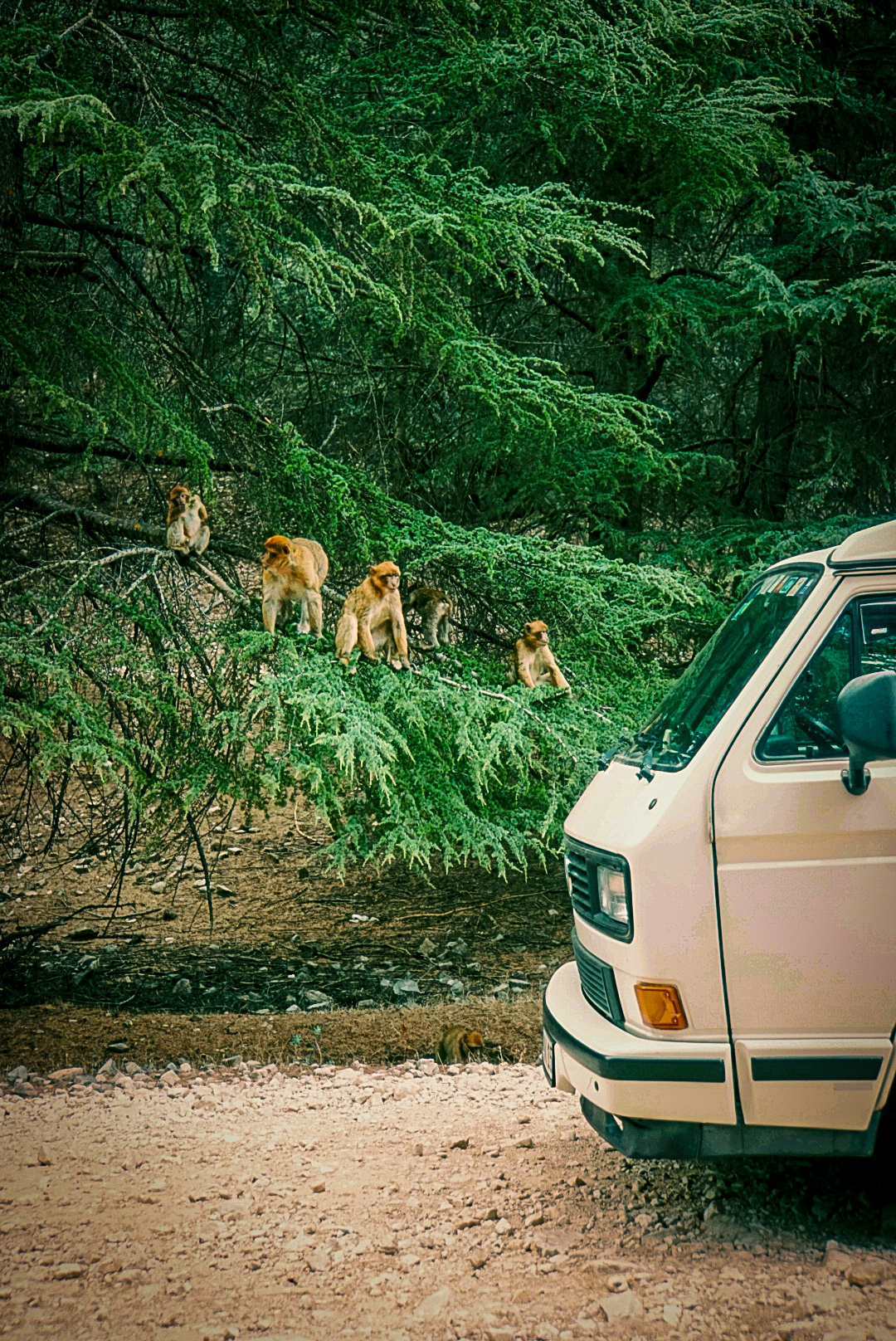 Du betrachtest gerade Camping mit Berberaffen in Marokko