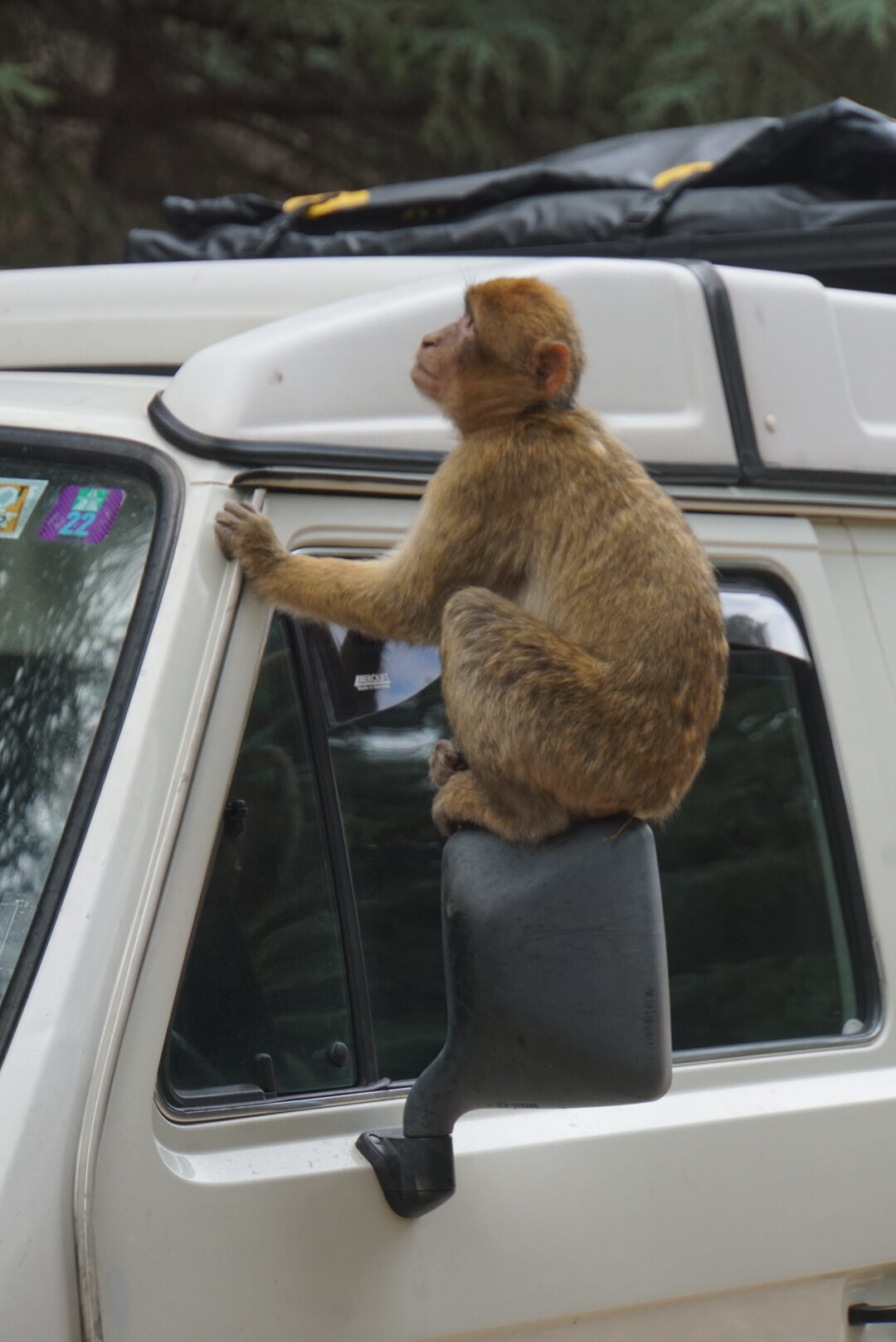 tiere wald van marokko