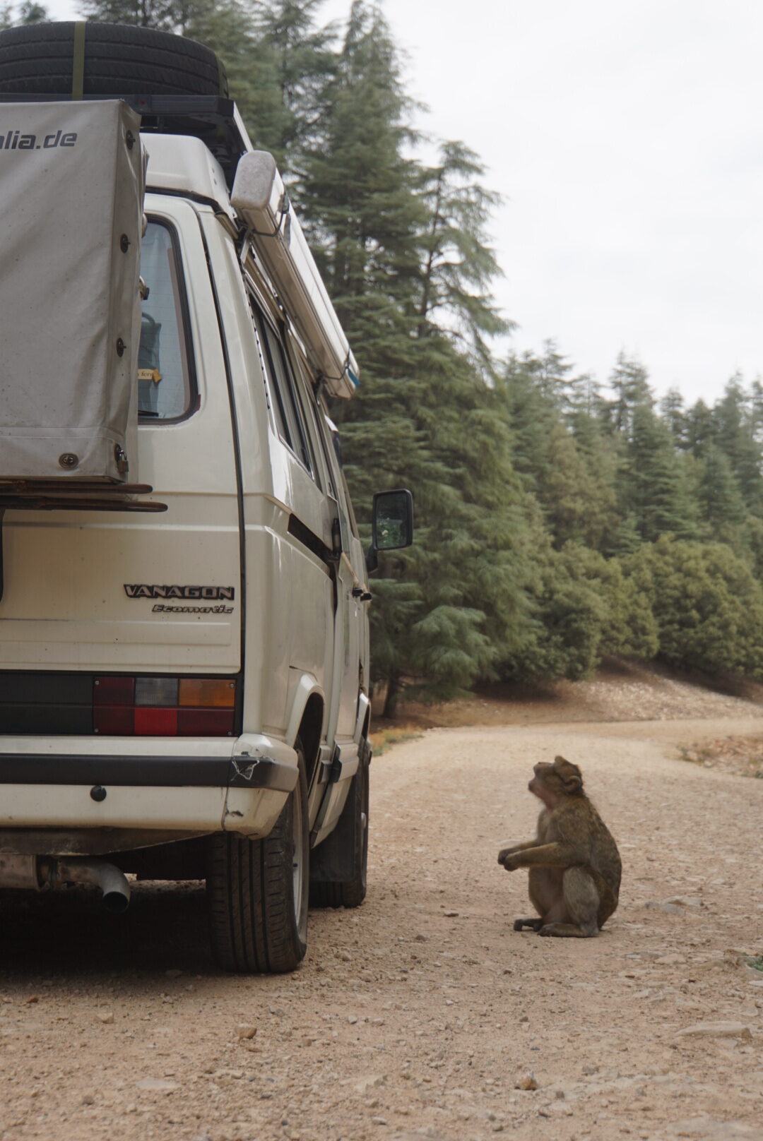 affe am vw t3