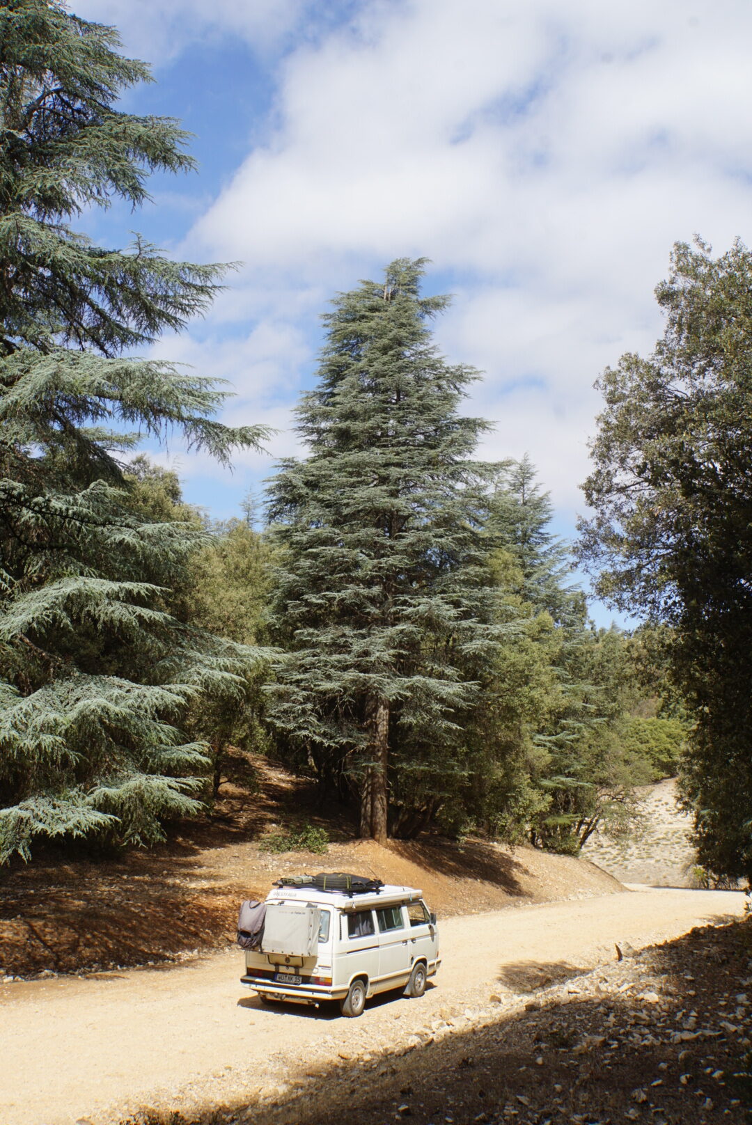 zedern wald vw t3 california 