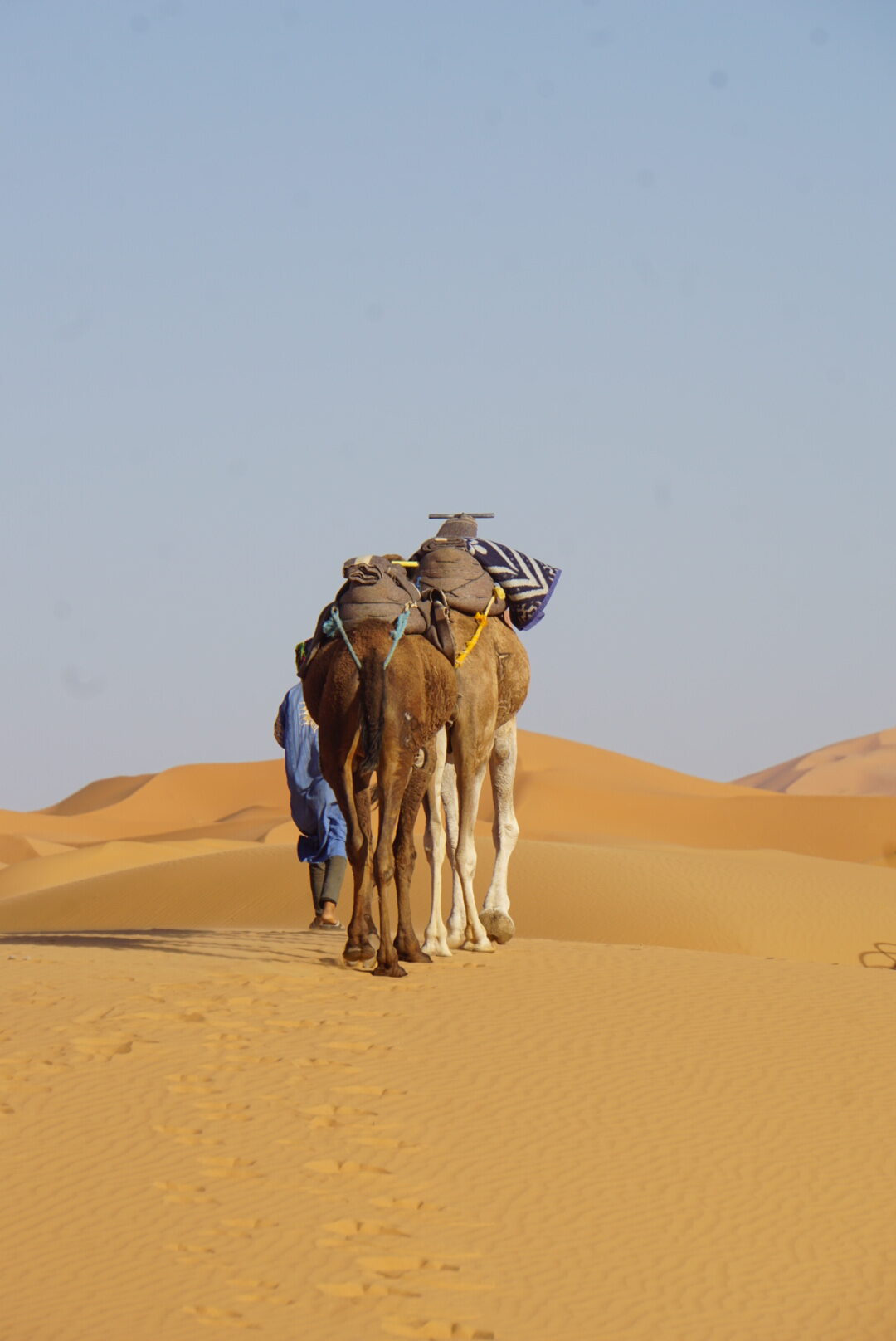 Dromedar merzouga kamel trekking tour wüste