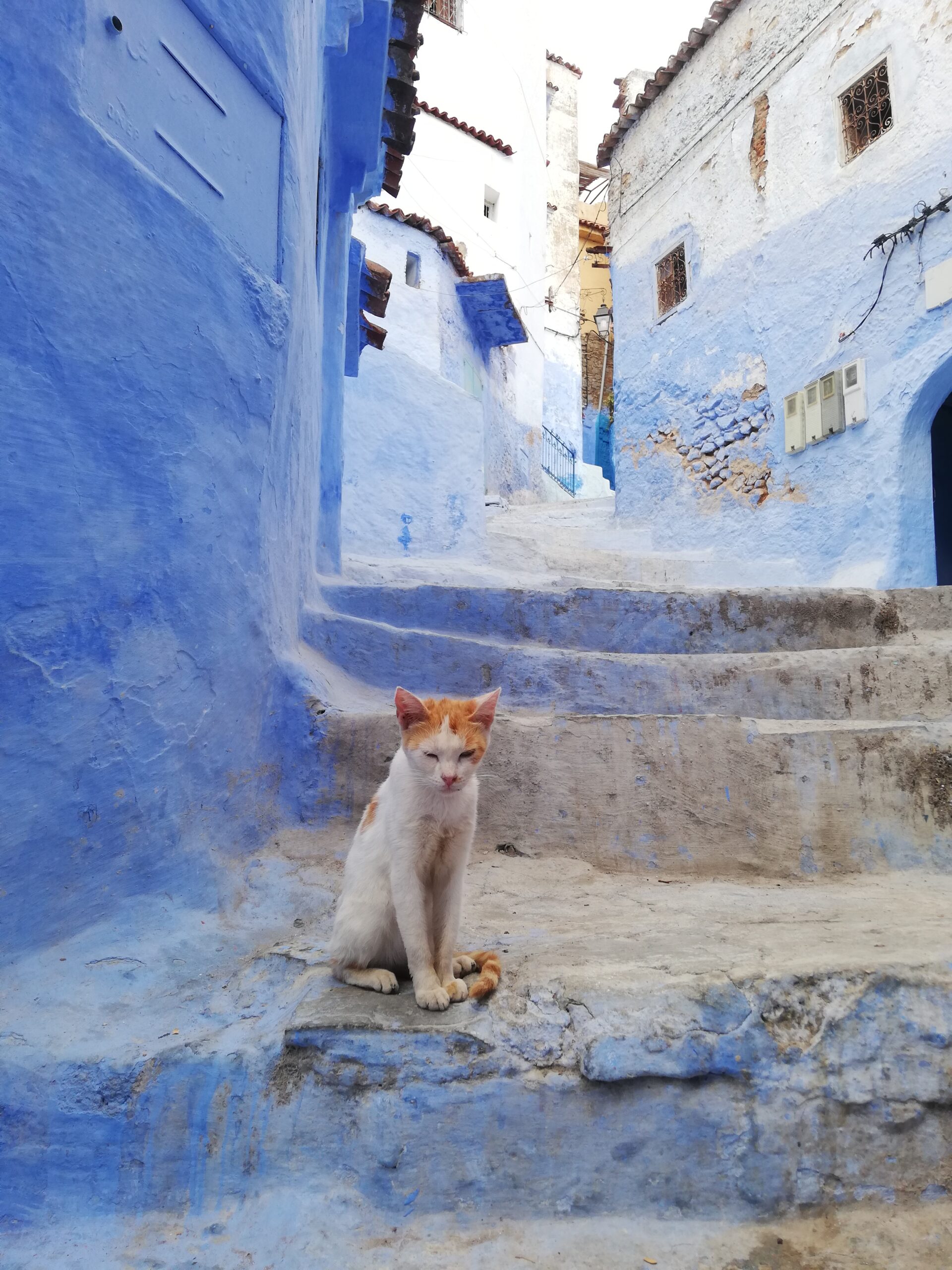 katze in medina