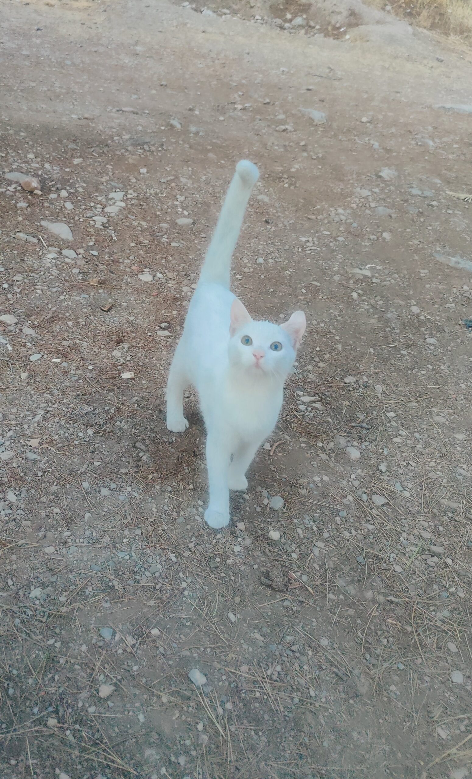 katze weiß campingplatz marokko