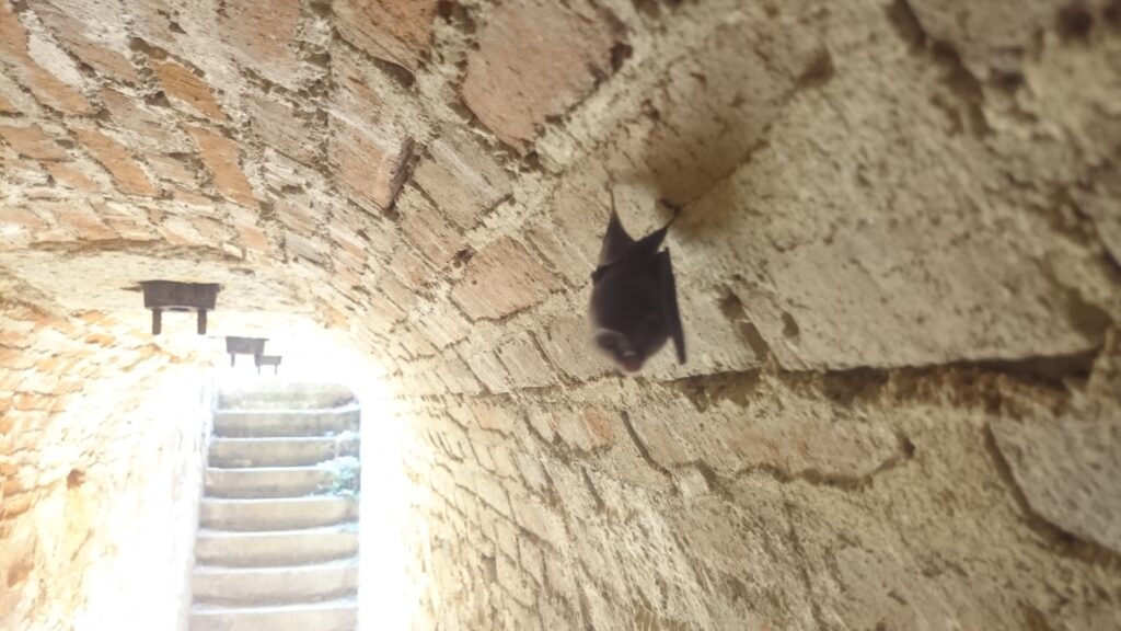 fledermaus keller lost places