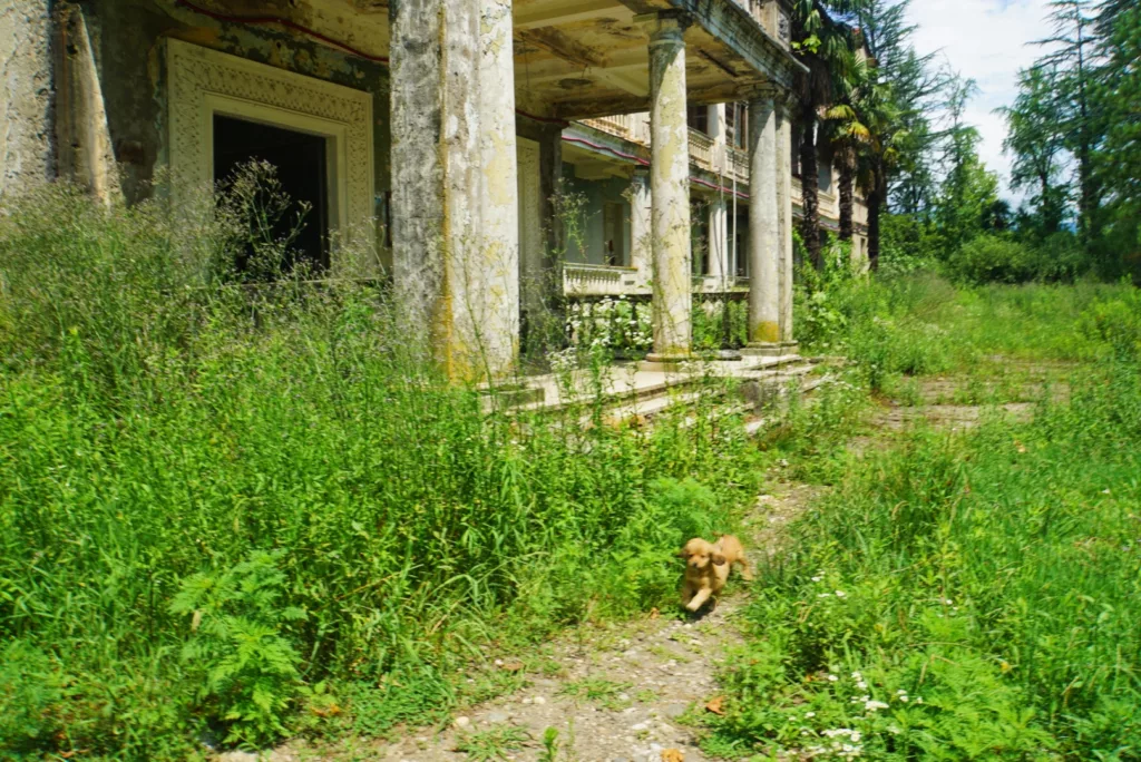 hunde georgien straßenhunde puppys verlassene