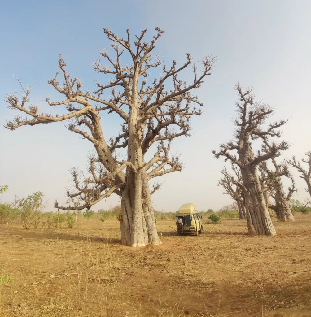 baobab vw t3 afrika senegal affenbrotbaum gesund