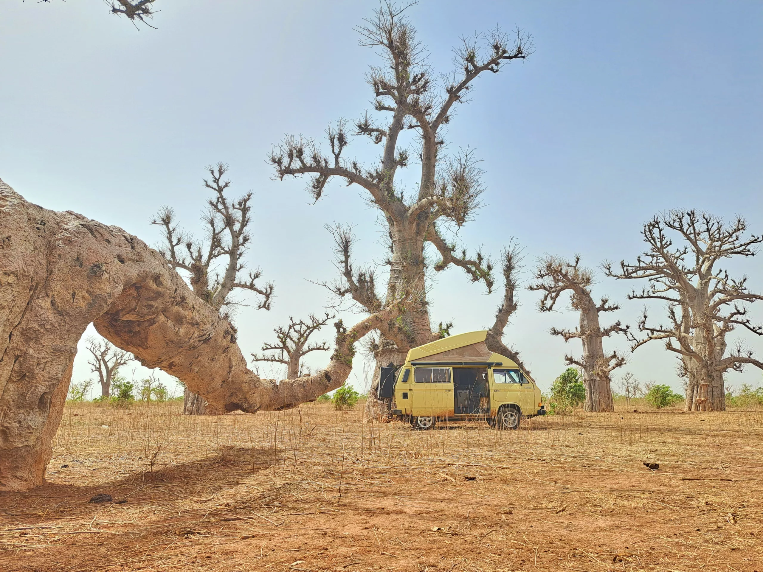 baobab superfood affenbrotbaum gesund afrika rezepte